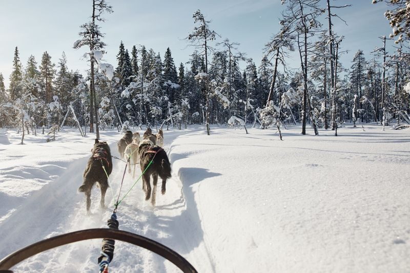 2-5km Huskies sled ride experience as passenger - Is the $201.65 starting price fair?