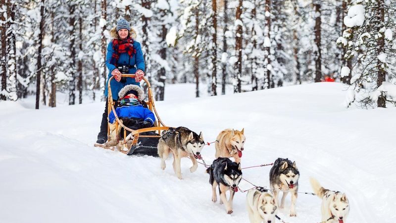 2-5km Huskies sled ride experience as passenger - Who will get the most from this ride