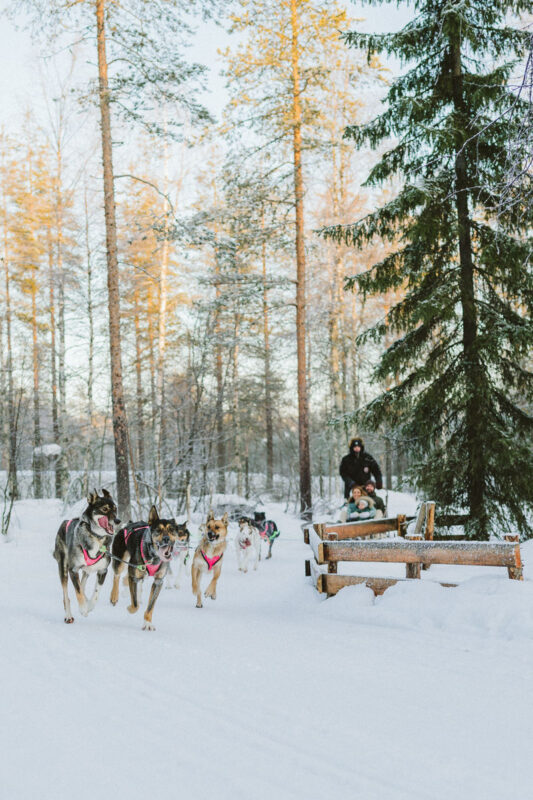2-5km Huskies sled ride experience as passenger - Booking advice before you set out