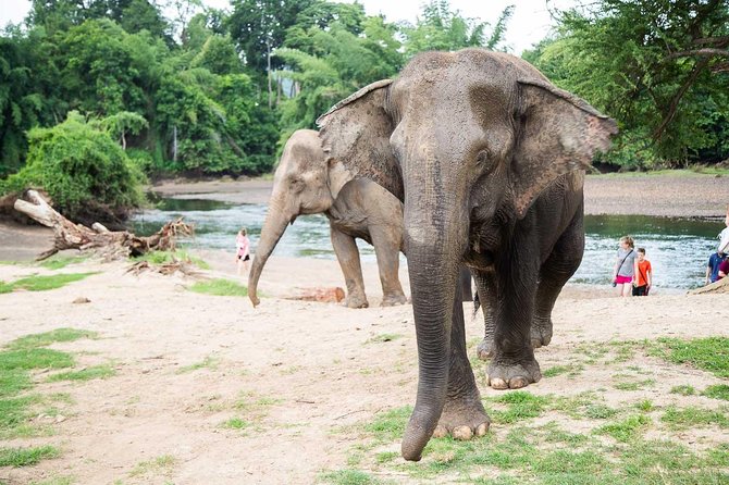 2 Day 1 Night Elephant World Kanchanaburi From Bangkok - Overview and Experience