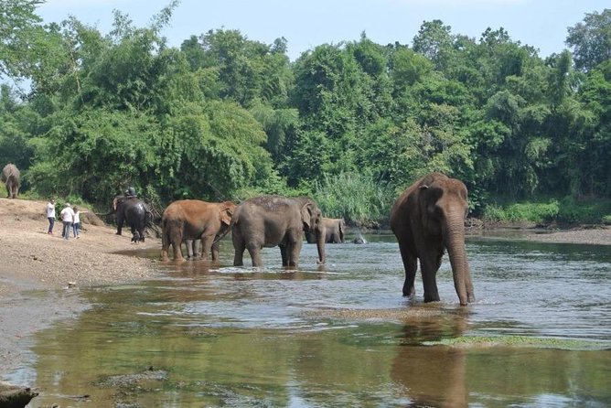 2 Day 1 Night Elephant World Kanchanaburi From Bangkok - Traveler Reviews