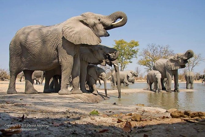 2-Day Amboseli National Park Safari From Nairobi - Free Airport Pick up - Good To Know