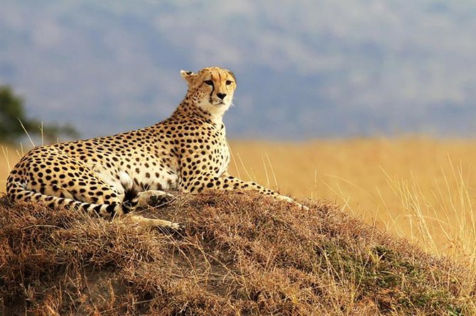 2-Day Amboseli National Park Safari From Nairobi - Free Airport Pick up - Booking and Confirmation Details