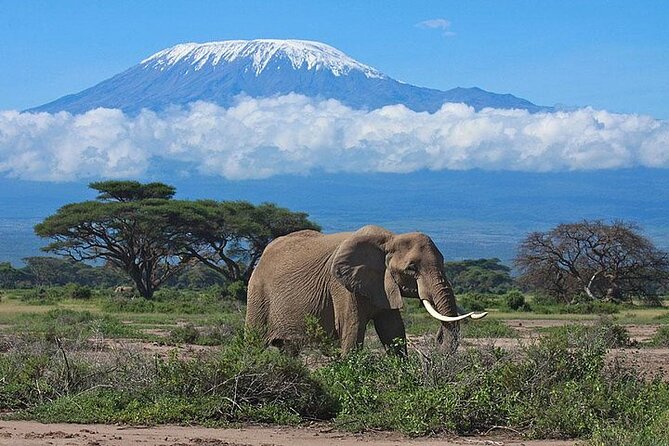 2-Day Amboseli National Park Safari From Nairobi - Free Airport Pick up - The Sum Up