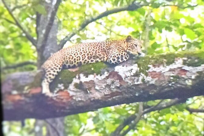 2 Day Bandipur Safari and Mysore Palace Tour - Authentic Insights from Past Travelers