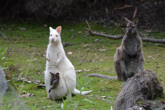 2 Day Bruny Island & Port Arthur Tour From Hobart - Miscellaneous