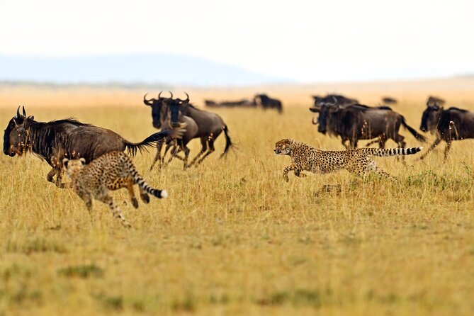 2 Day Budget Safari in Tarangire and Ngorongoro From Arusha - Meeting and Pickup Details