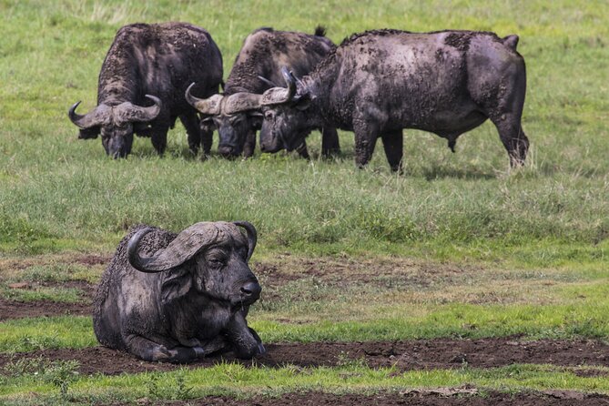 2 Day Budget Tour- Lake Manyara - Ngorongoro Crater From Arusha - What To Bring