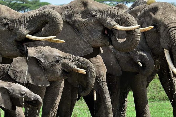 2 Day Camping 4x4 Safari: TARANGIRE & NGORONGORO CRATER - Pickup Details