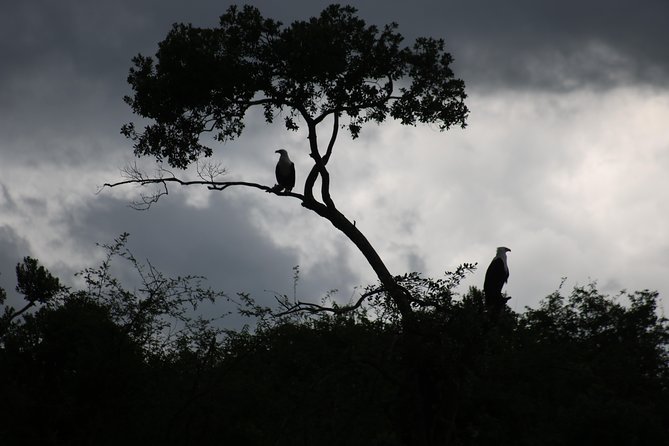 2 Day Chimpanzee Trek at Kibale National Park - Good To Know