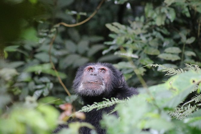2 Day Chimpanzee Trek at Kibale National Park - Accommodation Details