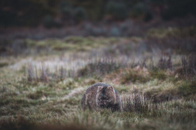 2 day Cradle Mountain and Wineglass Bay - FAQs