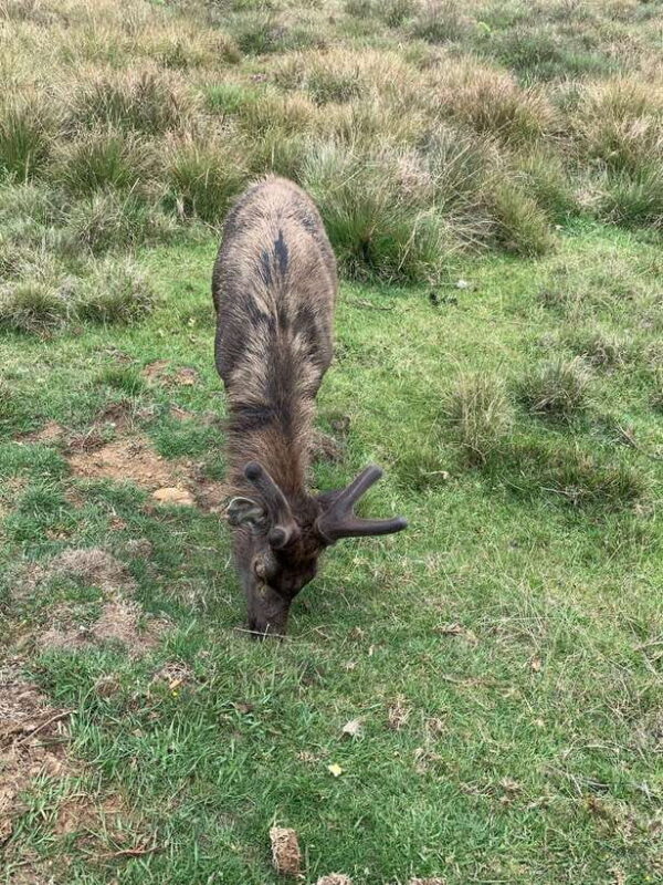 2-Day Ella Tour: Diyaluma Falls Horton Plains & Scenic Train - Good To Know