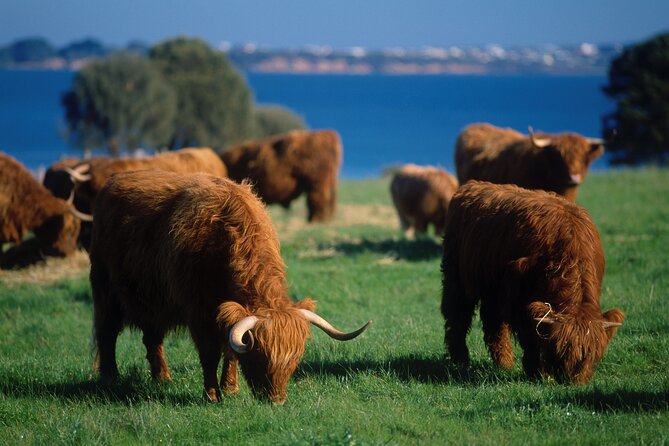 2 Day Exclusively Private Tour Of Phillip Island & The Great Ocean Road - The Sum Up