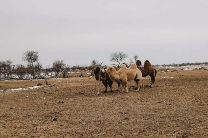 2 day Express: Kharkhorin, Ugii Lake, & Semi-Gobi Tour - Final Thoughts