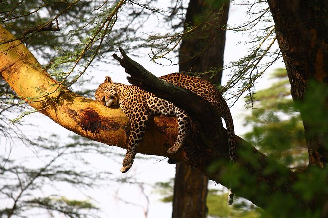 2-Day Flamingo & Rhino Safari at Lake Nakuru - Meal Inclusions