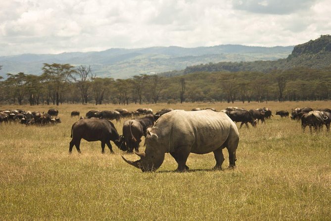 2-Day Flamingo & Rhino Safari at Lake Nakuru - Important Reminders