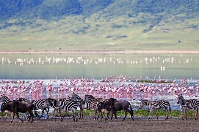 2-Day Flamingo Tour to Lakes Bogoria and Nakuru From Nairobi - Good To Know