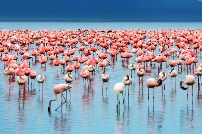 2-Day Flamingo Tour to Lakes Bogoria and Nakuru From Nairobi - Tour Highlights and Activities