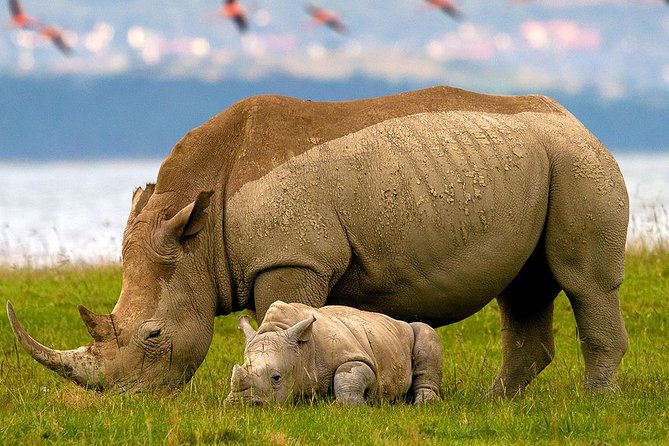 2-Day Flamingo Tour to Lakes Bogoria and Nakuru From Nairobi - Booking Information and Process