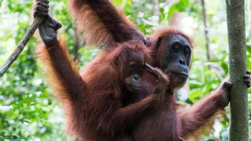 2-Day from Medan: Orangutan Bukit Lawang and Lake Toba Tour - What to Expect: Logistics and Practicalities