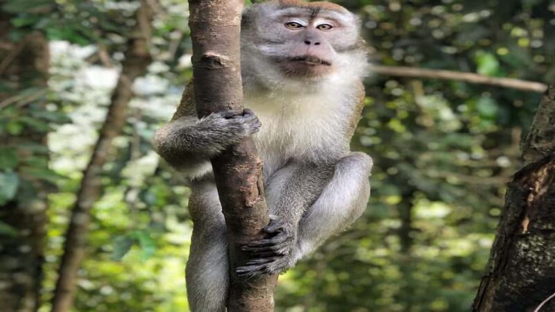 2-Day from Medan: Orangutan Bukit Lawang and Lake Toba Tour - The Sum Up