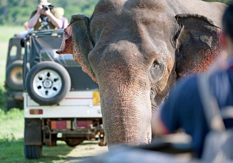 2-Day Galle to Sigiriya Tour with Minneriya Safari - Who This Tour Suits Best