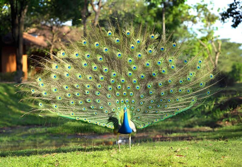 2-Day Galle to Sigiriya Tour with Minneriya Safari - Frequently Asked Questions