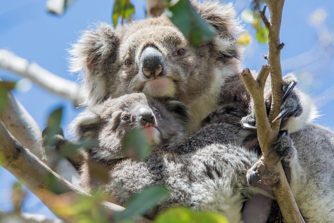2-Day Great Ocean Road and Grampians Tour Roundtrip From Melbourne - Common Questions