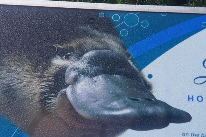 2 Day Great Ocean Road Tour and Platypus Paddle - Pickup and Drop-off Details