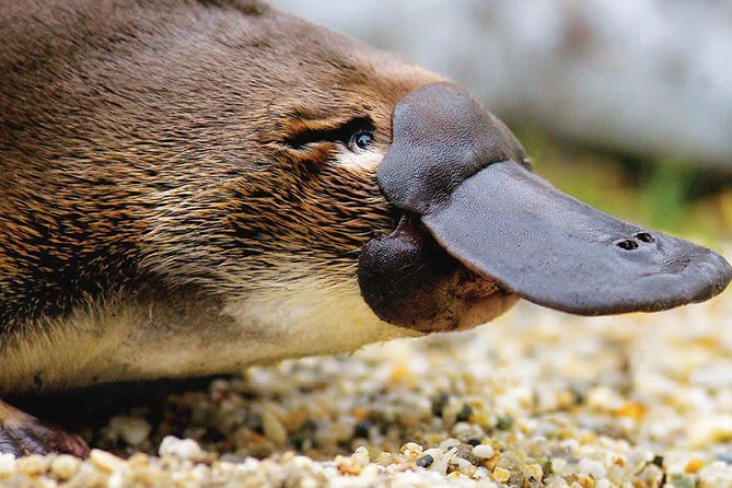 2 Day Great Ocean Road Tour and Platypus Paddle - Cancellation Policy