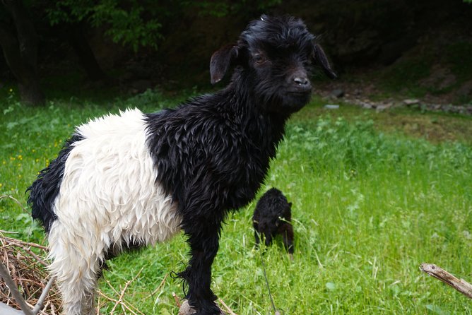 2- Day Guided Cultural Trek in the Atlas Mountains From Marrakech - Traveler Photos