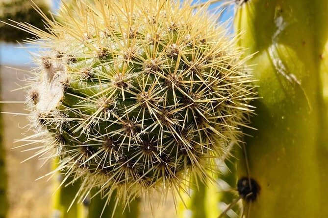2-Day Hiking Tour to the Colca Canyon - Inclusions