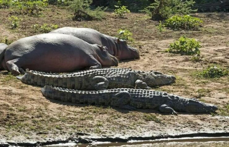 2 Day Hluhluwe Imfolo & Isimangaliso W/Park Tour From Durban - Good To Know