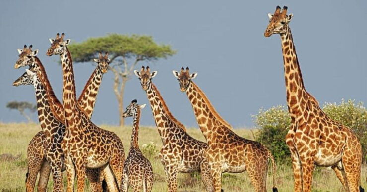 2 Day Hluhluwe Imfolo & Isimangaliso W/Park Tour From Durban - Tour Details