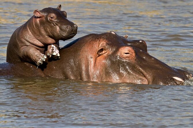 2-Day Hluhluwe Imfolozi and Isimangaliso Wetlands Tour Fro Durban - Tour Highlights