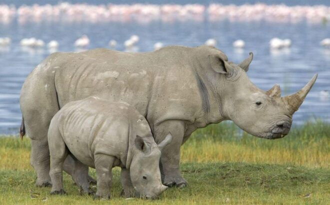 2 Day Hluhluwe Imfolozi & Isimangaliso Tour From Durban - Destination Highlights