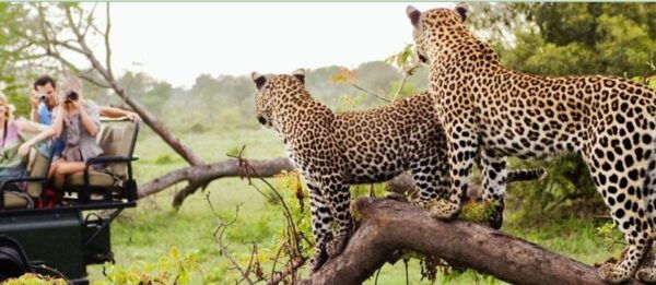 2 Day Hluhluwe Imfolozi & Isimangaliso Tour From Durban - The Sum Up