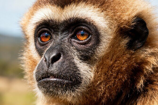 2-Day Hoolock Gibbons Wildlife Tour from Guwahati - Overview of the 2-Day Hoolock Gibbons Wildlife Tour from Guwahati