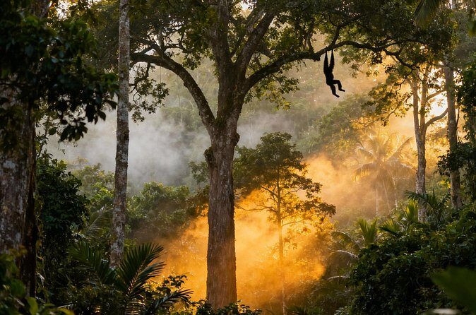 2-Day Hoolock Gibbons Wildlife Tour from Guwahati - Exploring Assam’s Biodiversity