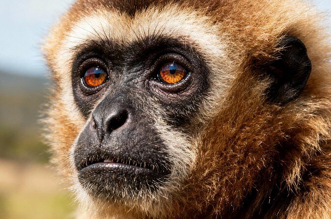 2-Day Hoolock Gibbons Wildlife Tour from Guwahati - Return Journey to Guwahati