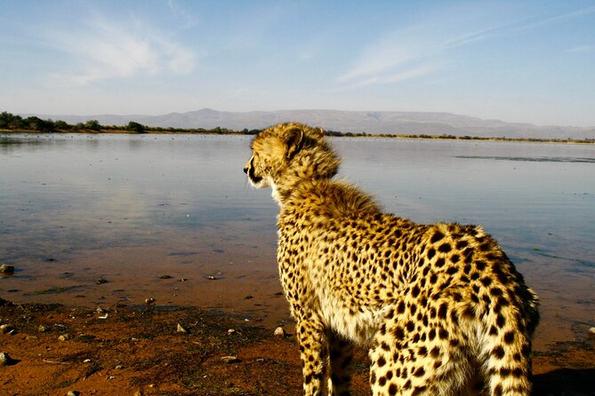 2 Day Inverdoorn Luxury Safari - Safari Activities and Experiences