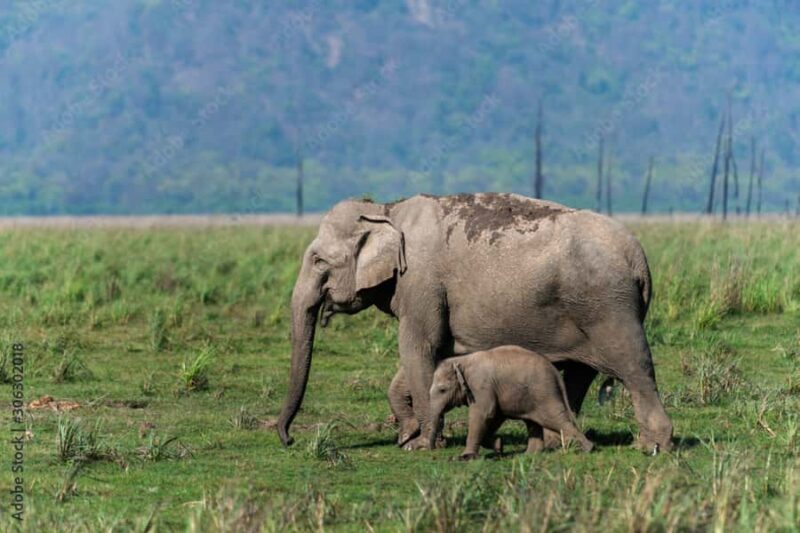 2 Day Jim Corbett National Park Tour from Delhi - FAQs