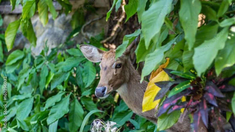 2 Day Jim Corbett National Park Tour from Delhi - What to Expect from the Experience