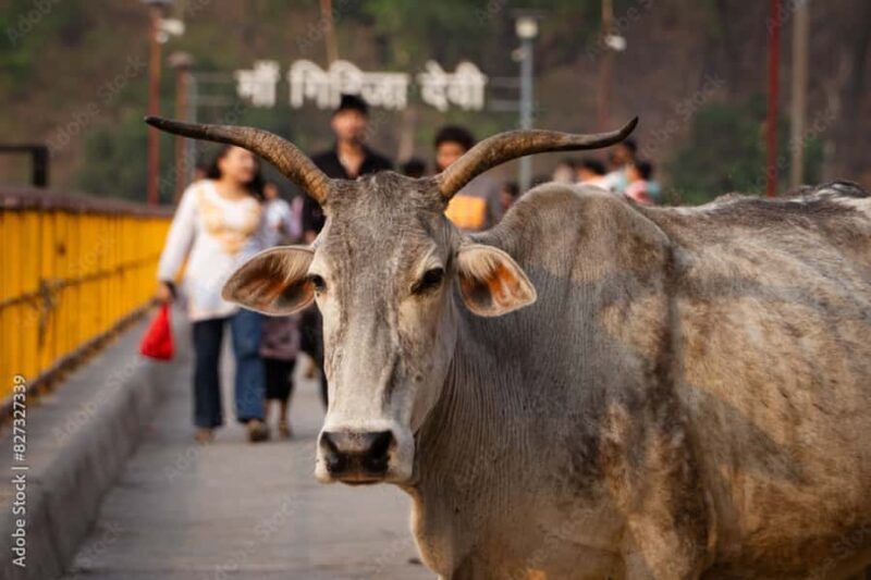 2 Day Jim Corbett National Park Tour from Delhi - The Value of This Tour