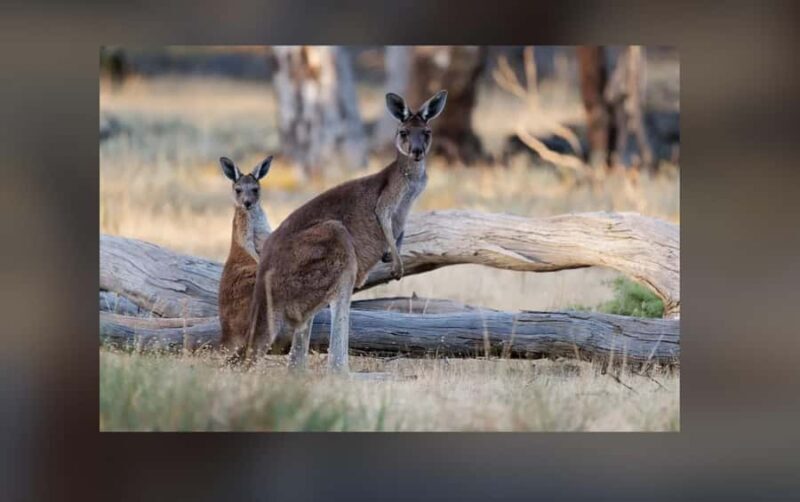 2-Day Kangaroo Island Private Tour - Good To Know