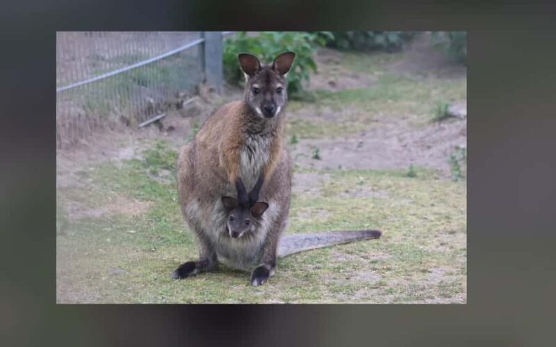 2-Day Kangaroo Island Private Tour - FAQs