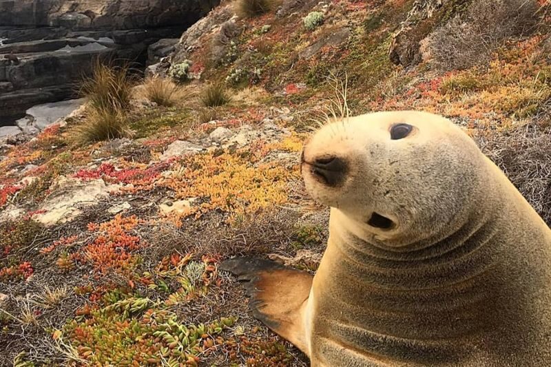 2 Day Kangaroo Island Wildlife Adventure - Seal Bay’s ranger-led sea lion walk