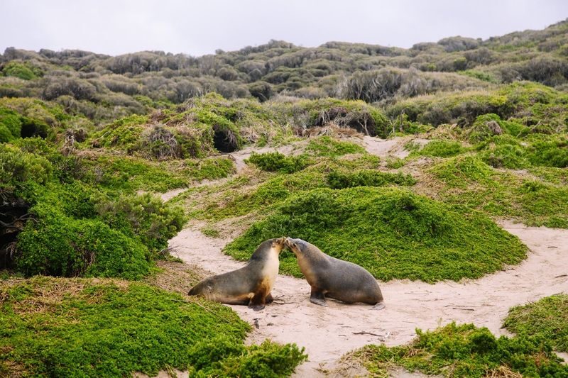2 Day Kangaroo Island Wildlife Adventure - What the price covers, and what to confirm
