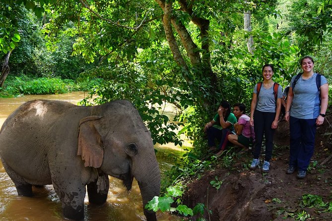 2-Day Kindred Spirit Elephant Sanctuary in Chiang Mai - Background of Kindred Spirit Elephant Sanctuary